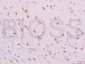 phospho-NRP1 (Thr916) Rabbit pAb